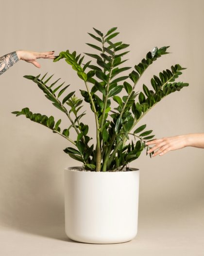 Zamioculcas-zamiifolia